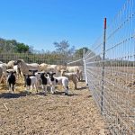 Best Fence Height and Spacing for Cattle, Horses, Goats, and Sheep