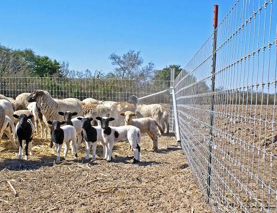 Best Fence Height and Spacing for Cattle, Horses, Goats, and Sheep