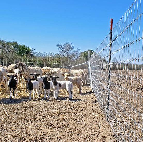 Best Fence Height and Spacing for Cattle, Horses, Goats, and Sheep