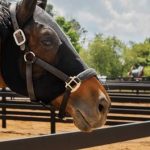 How to Build Horse Fence That Reduces Injury Risk