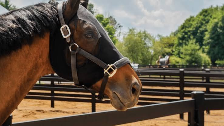 How to Build Horse Fence That Reduces Injury Risk