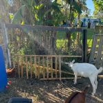How to Fence Goats So They Cannot Climb, Push, or Escape